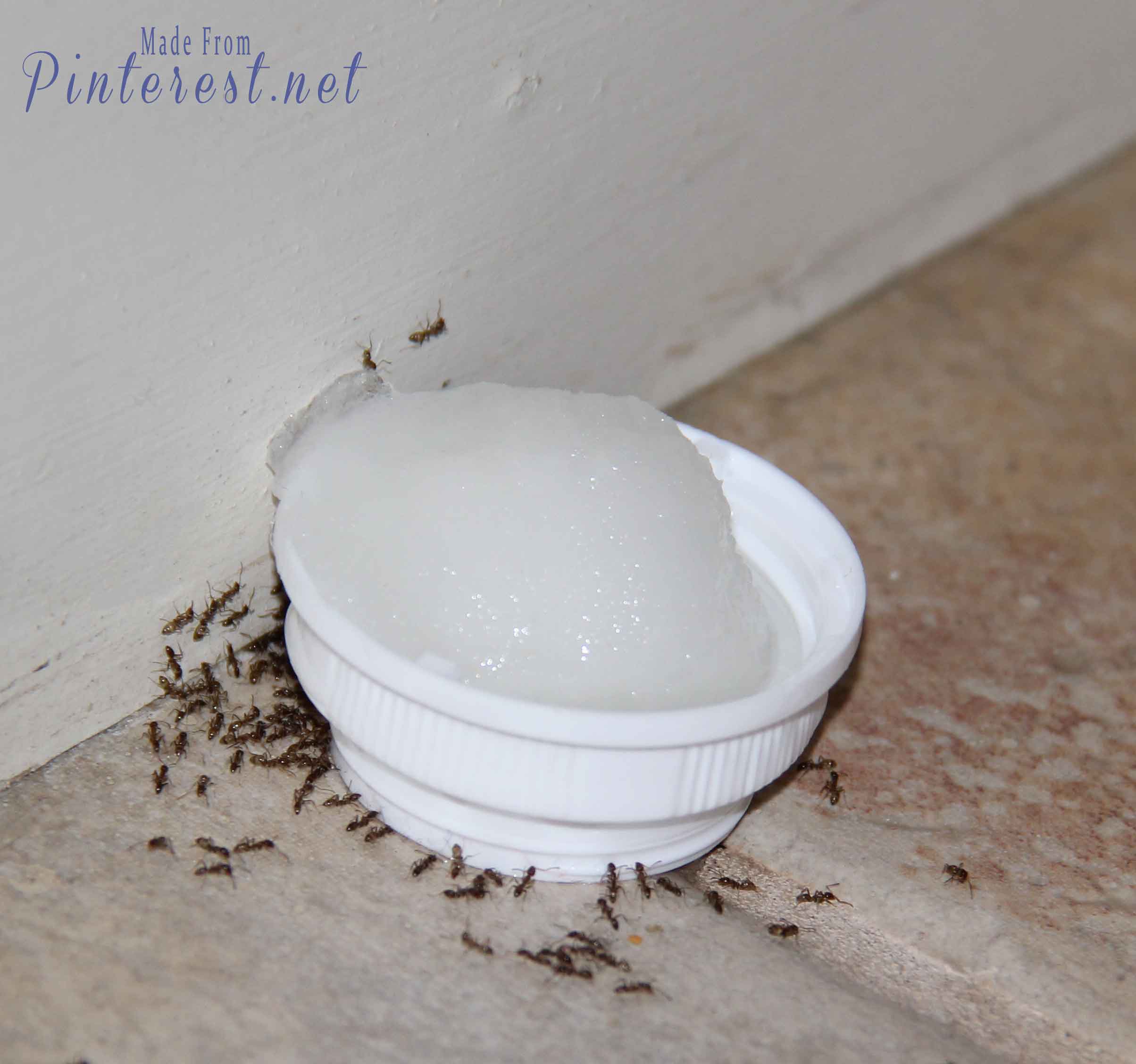 #Poison Ants - I wish I had learned about this years ago! It's cheap, easy, fast and it WORKS!