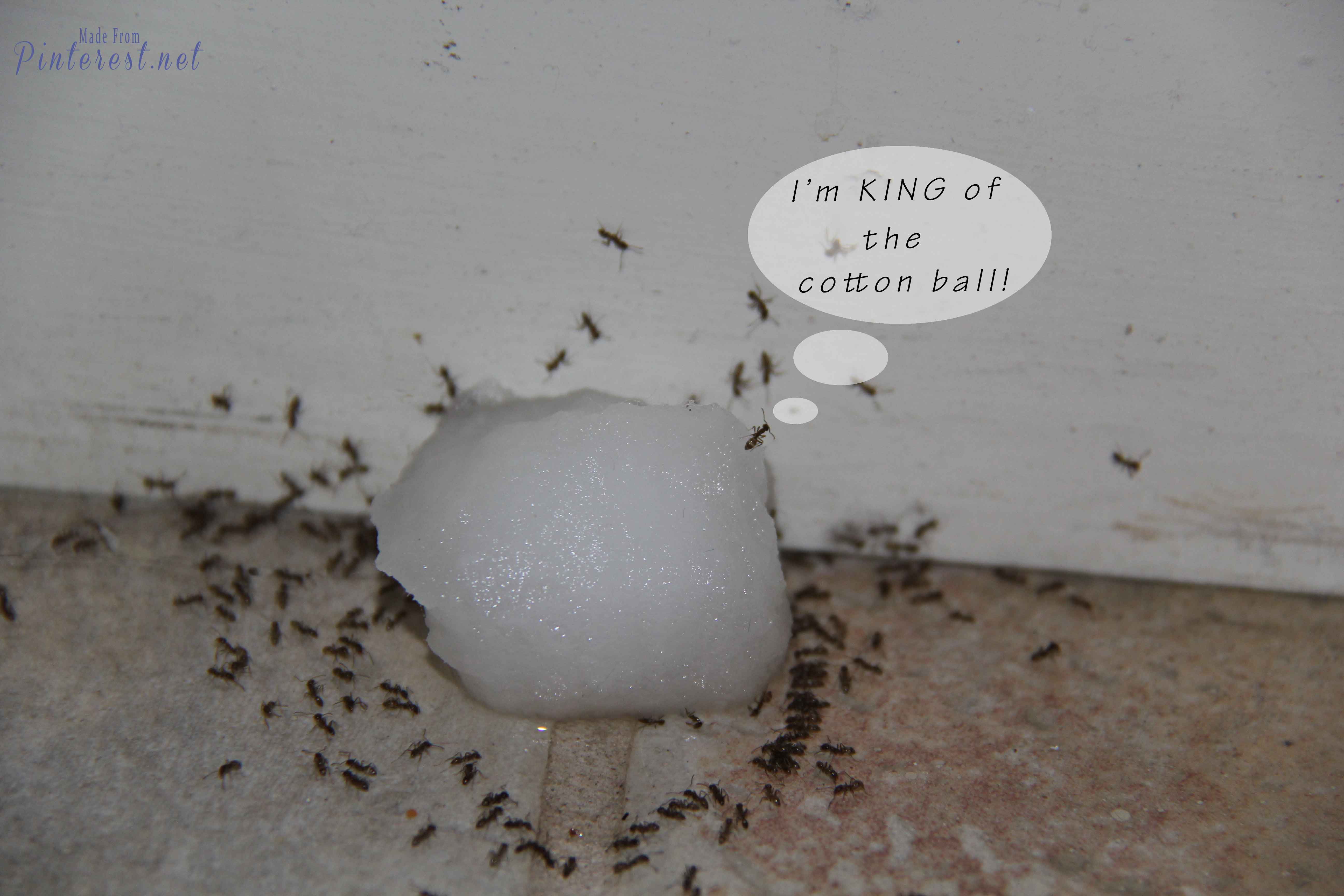 #Poison Ants - I wish I had learned about this years ago! It's cheap, easy, fast and it WORKS!