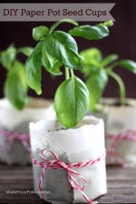 Paper Pot Seed Cups